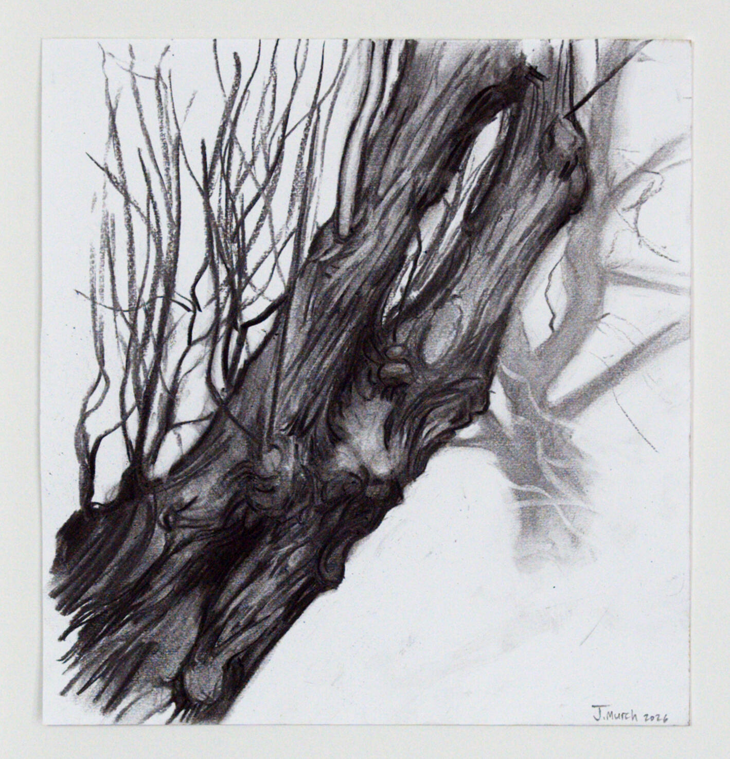 Trunk Study | 29 x 27 cm | £280 | framed