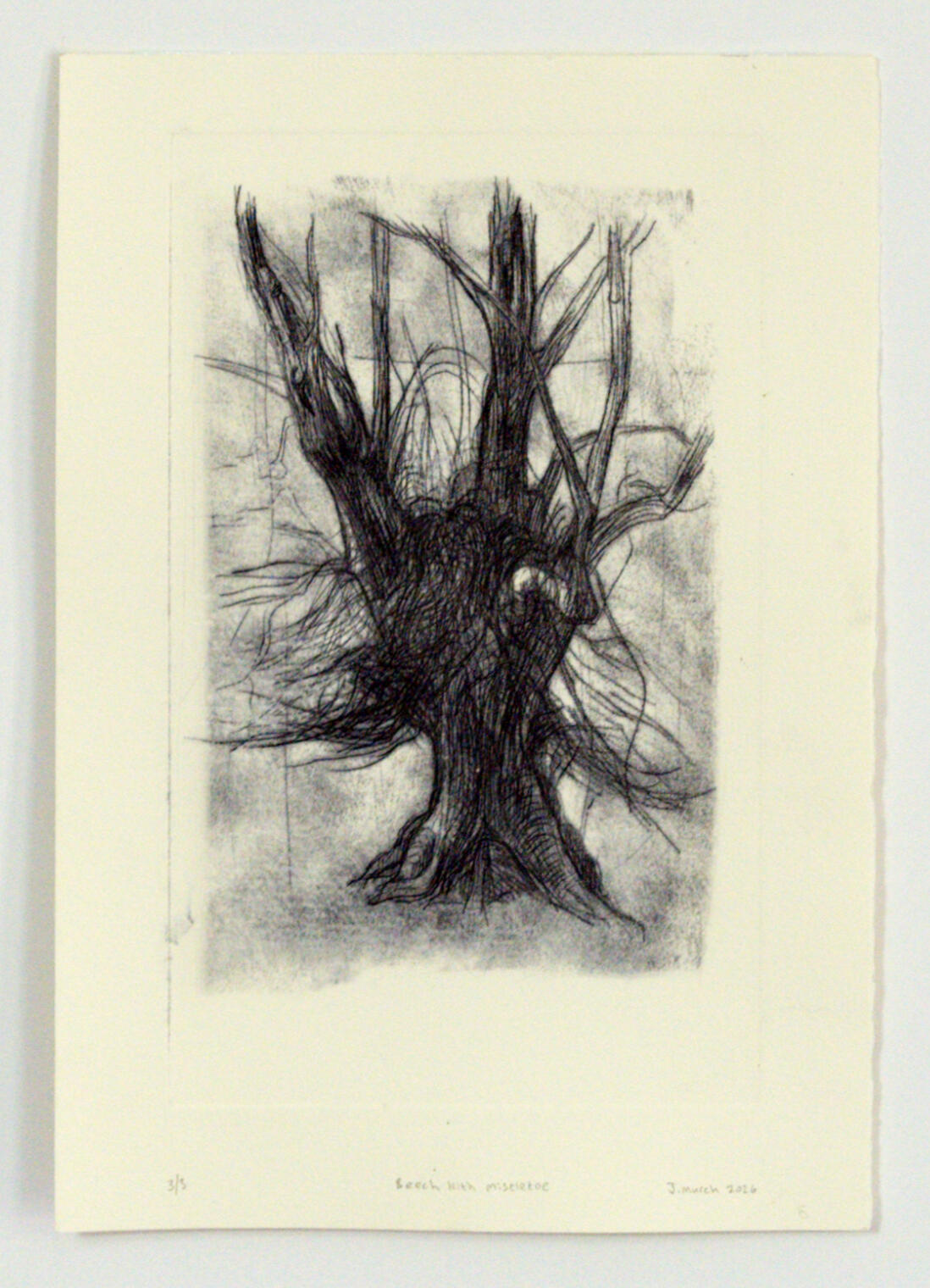 Beech with Mistletoe | 15 x 25 cm £340 | framed